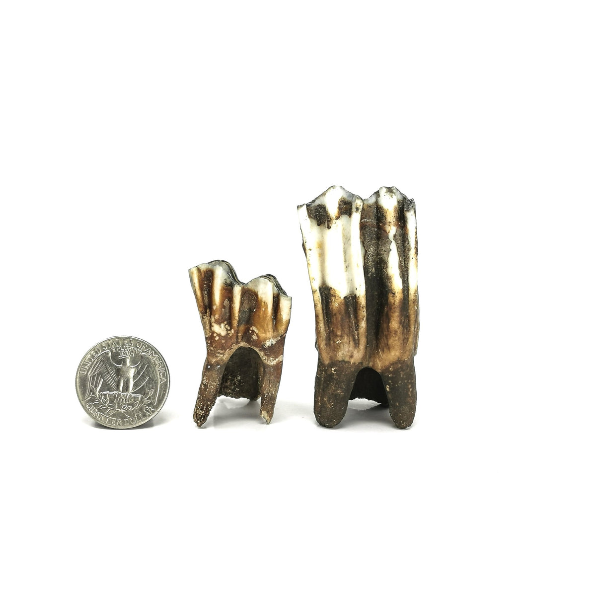Horse Tooth fossil.