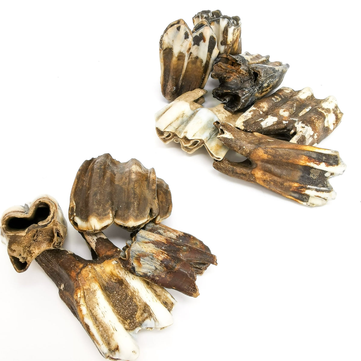 Horse Tooth fossil.