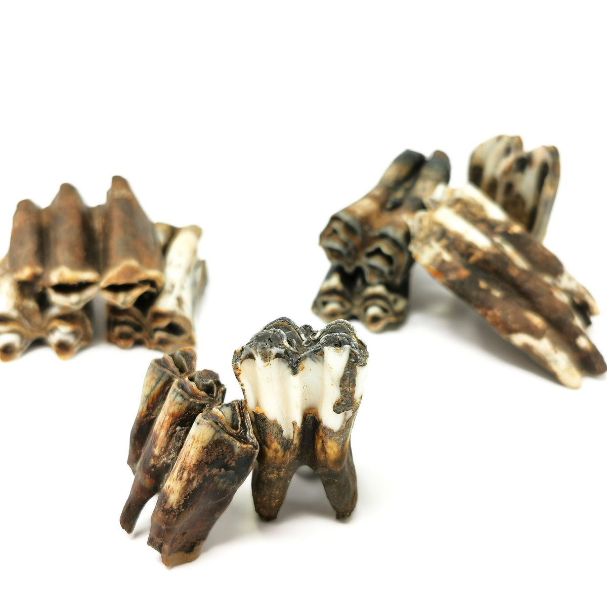 Horse Tooth fossil.