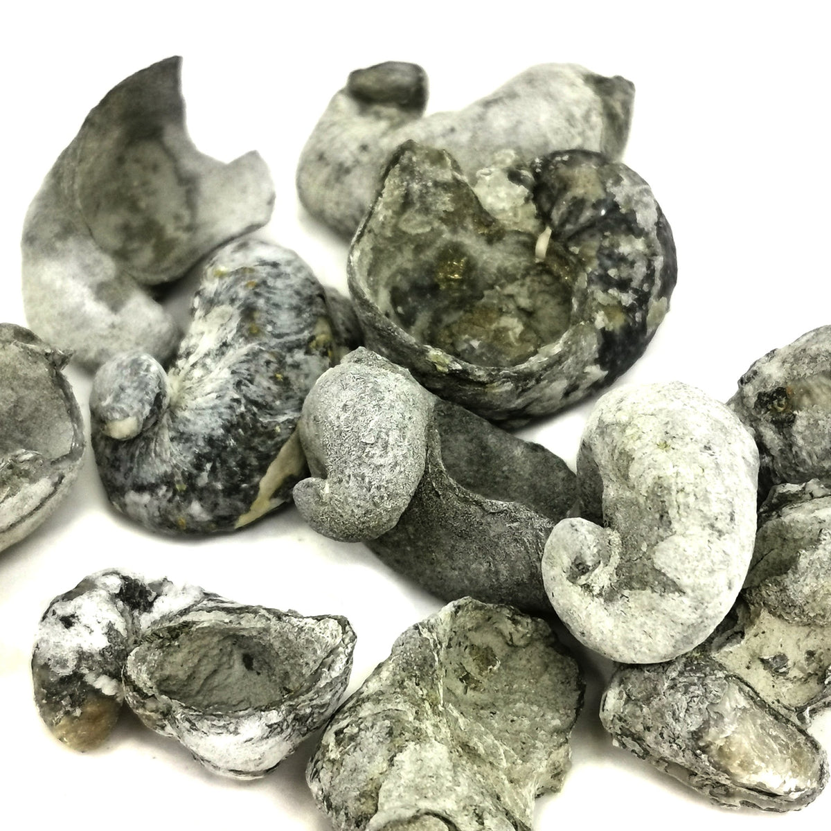 Pyritized Ram's Horn Oyster fossil from Grayson County, Texas, USA.