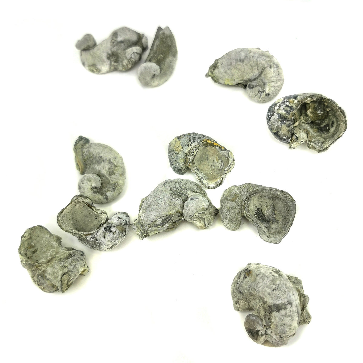 Pyritized Ram's Horn Oyster fossil from Grayson County, Texas, USA.