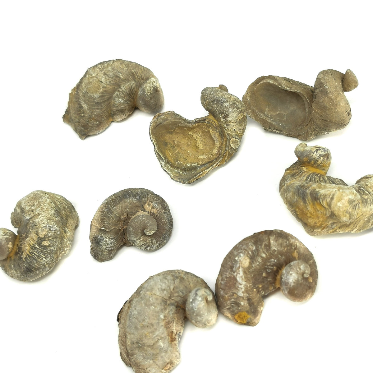 Ilymatogyra Rams Horn Oyster fossil from Del Rio, Texas, USA, Del Rio Formation, Early Cenomanian.