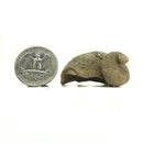 Ilymatogyra Rams Horn 牡蛎 - 化石