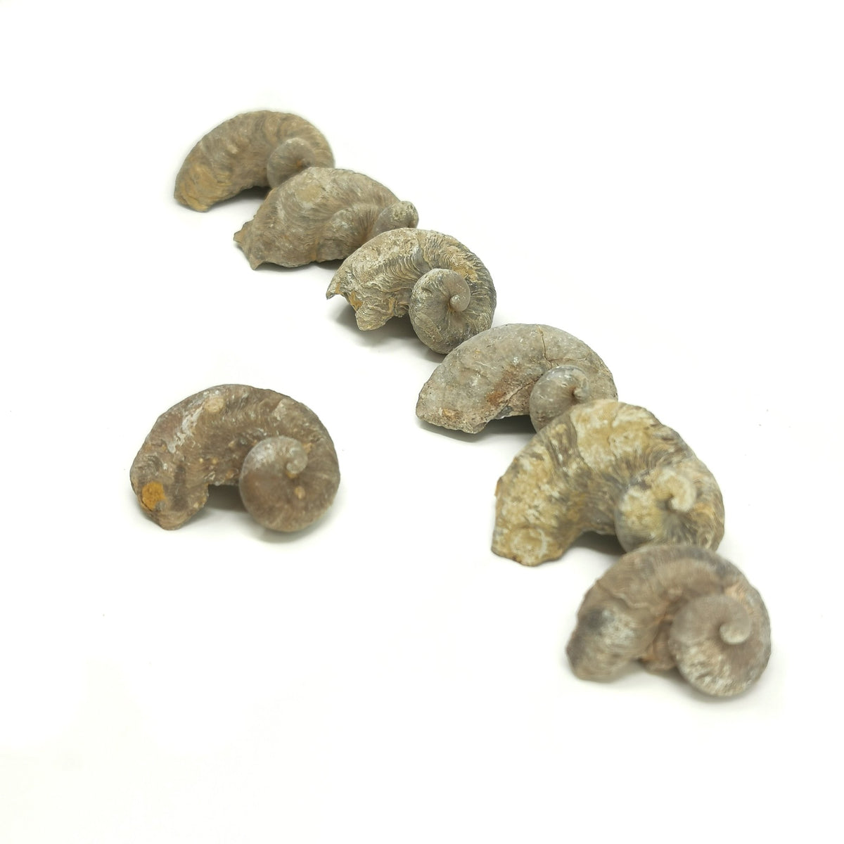 Ilymatogyra Rams Horn Oyster fossil from Del Rio, Texas, USA, Del Rio Formation, Early Cenomanian.