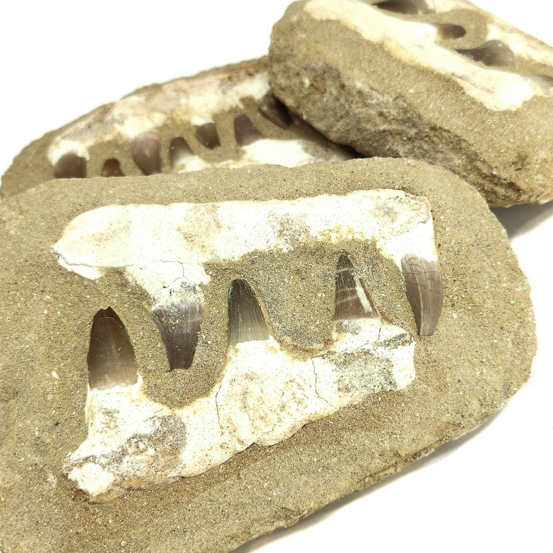 滄龍下顎骨矩陣 - 化石