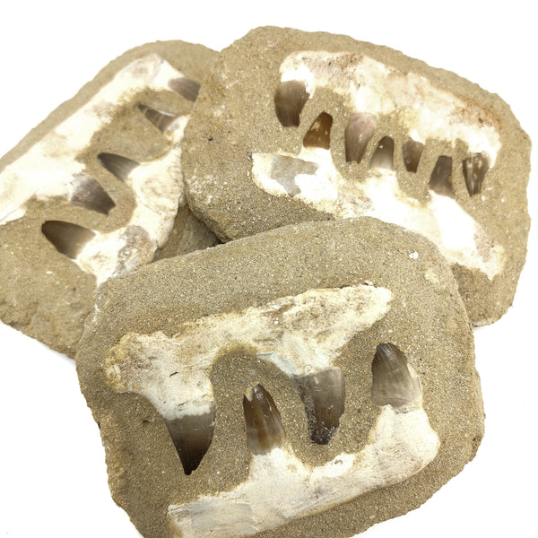 Mosasaur Jaw Bone in Matrix - Fossil
