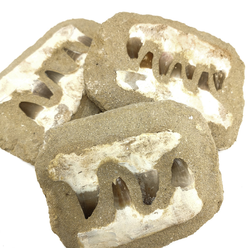 沧龙下颌骨矩阵 - 化石