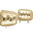 沧龙下颌骨矩阵 - 化石