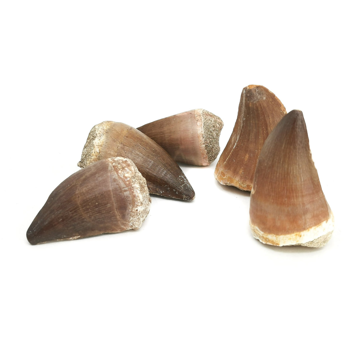 Mosasaur Tooth fossil large from Oulad Abdoun Basin, Morocco.