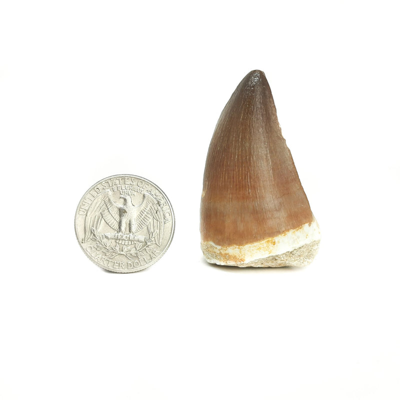 Mosasaur Tooth - Fossil - Large
