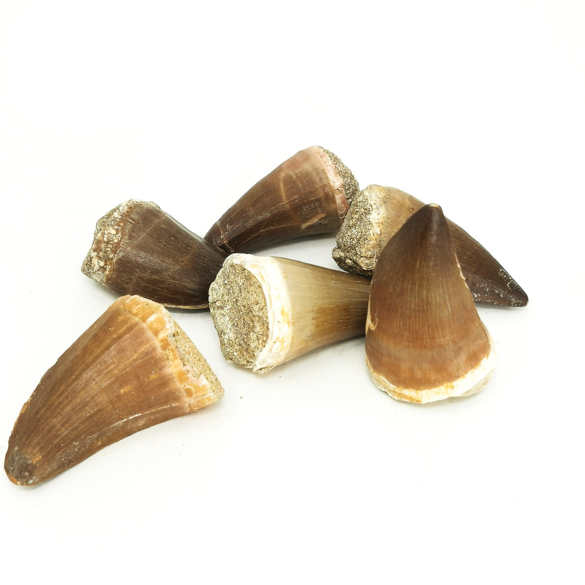 Mosasaur Tooth fossil large from Oulad Abdoun Basin, Morocco.