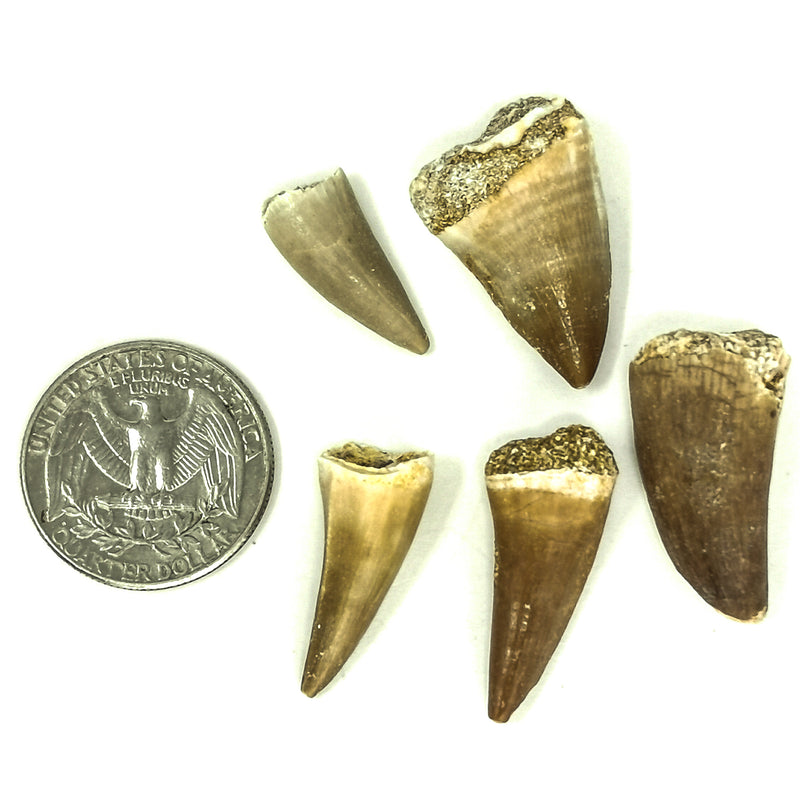 滄龍牙齒 - 化石 - 小