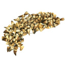 沧龙牙齿 - 化石 - 小