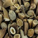 沧龙牙齿 - 化石 - 小