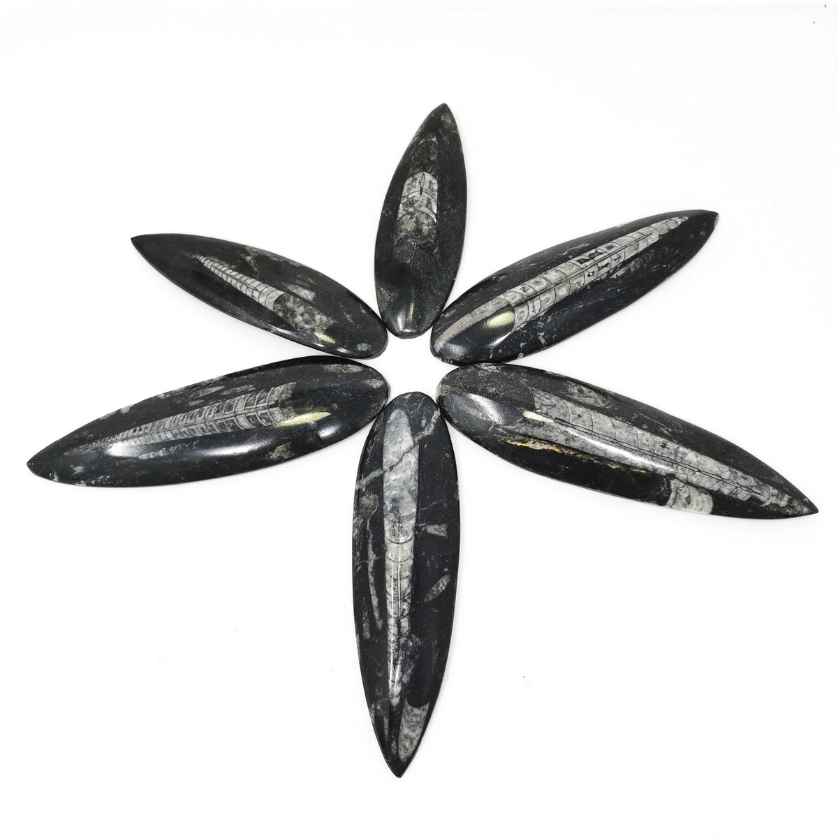 Orthoceras (Single) - Fossil - Morocco - Paleozoic and Triassic