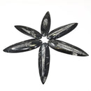 Fossil Orthoceras (Single)