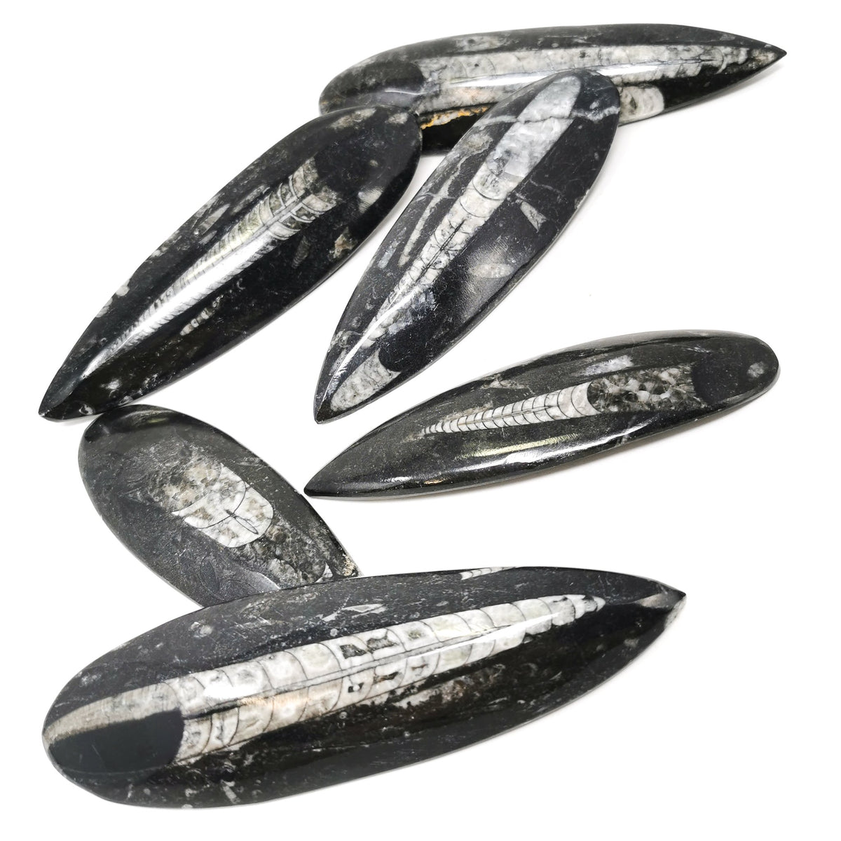 Orthoceras (Single) - Fossil - Morocco - Paleozoic and Triassic