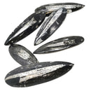 Fossil Orthoceras (Single)