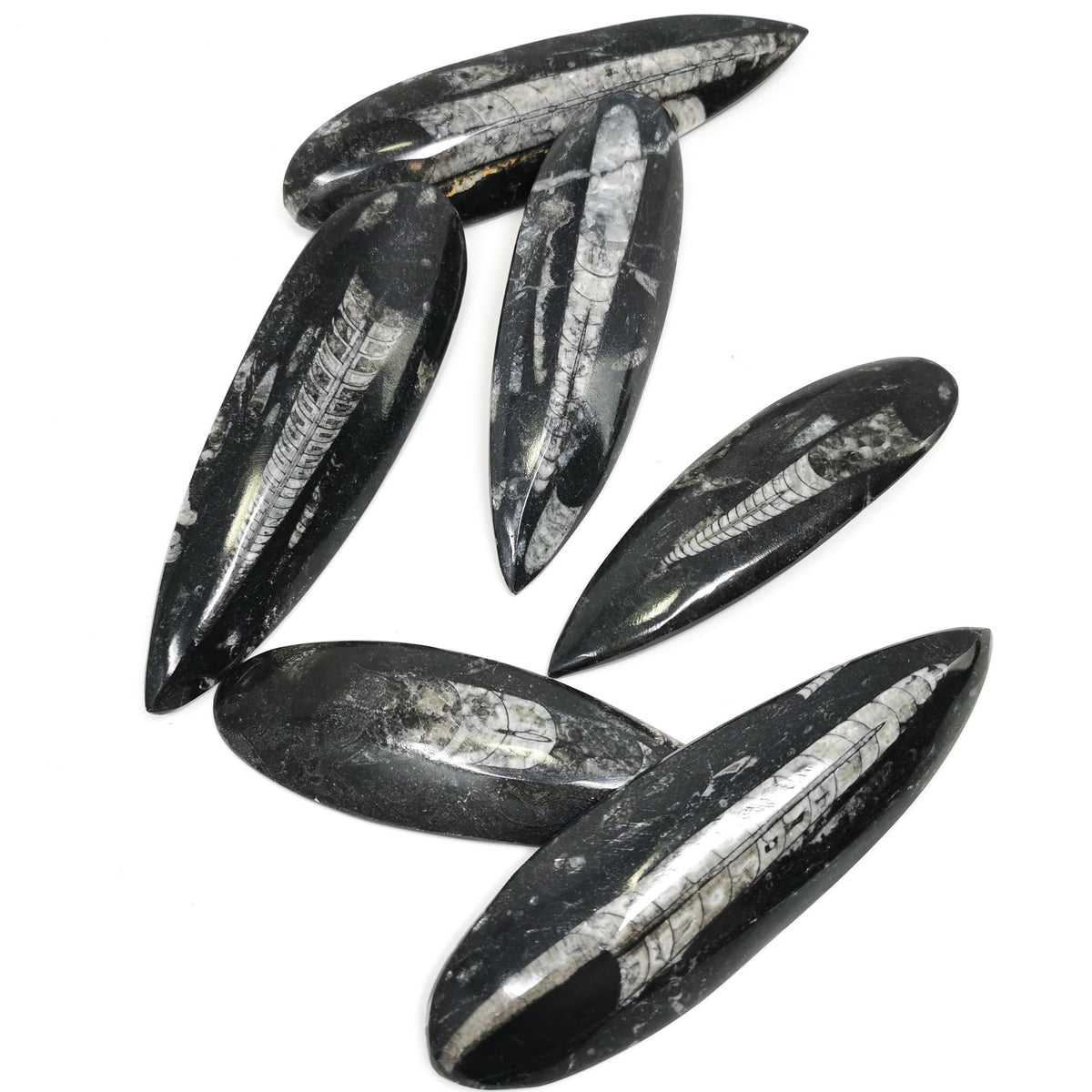 Orthoceras (Single) - Fossil - Morocco - Paleozoic and Triassic