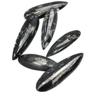 Fossil Orthoceras (Single)