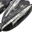 Fossil Orthoceras (Single)