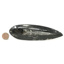 Fossil Orthoceras (Single)