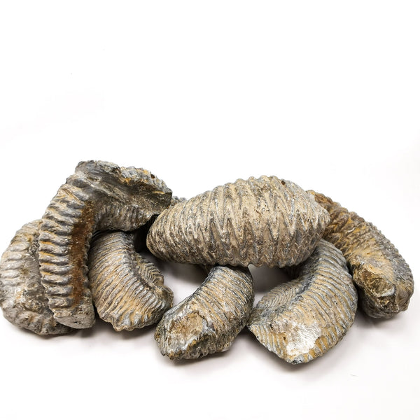 拉链牡蛎 - 化石