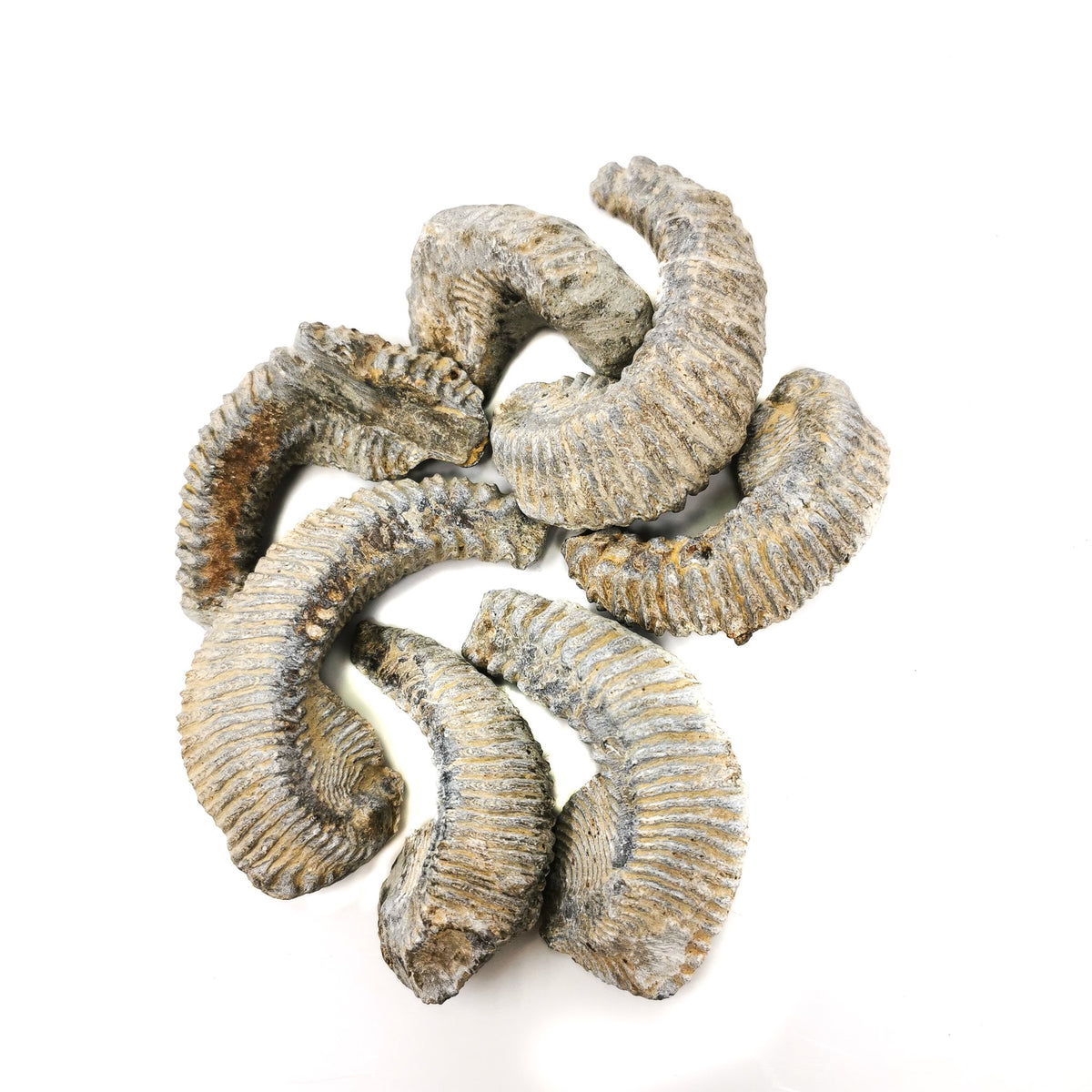 Zipper Oyster fossil.