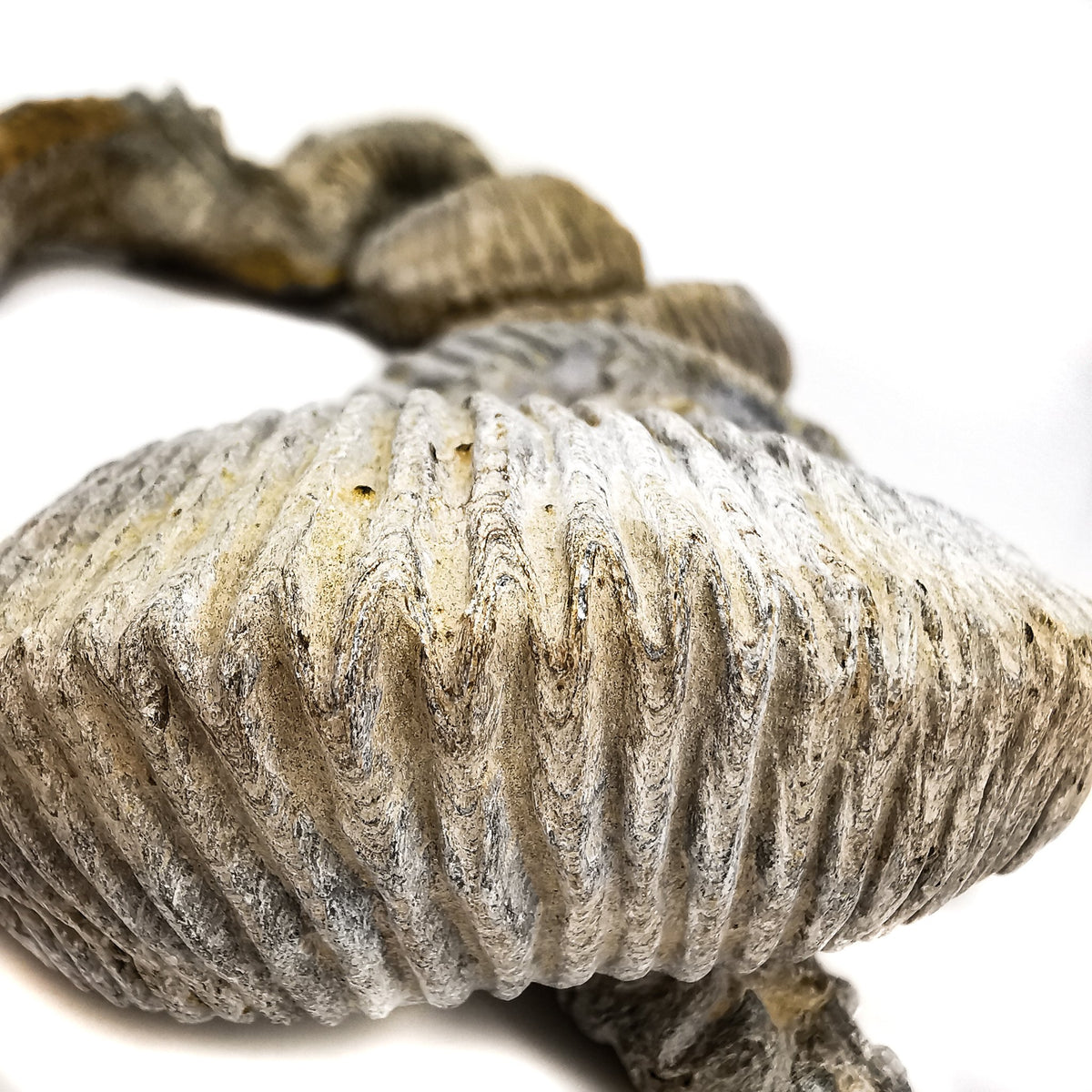 Zipper Oyster fossil.