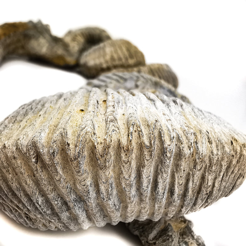 拉鍊牡蠣 - 化石
