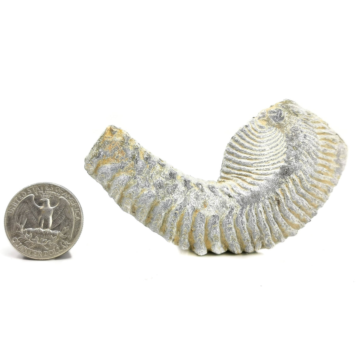 Zipper Oyster fossil.