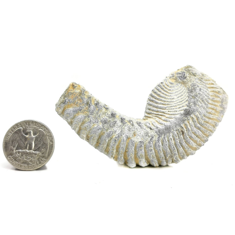 Zipper Oyster - Fossil