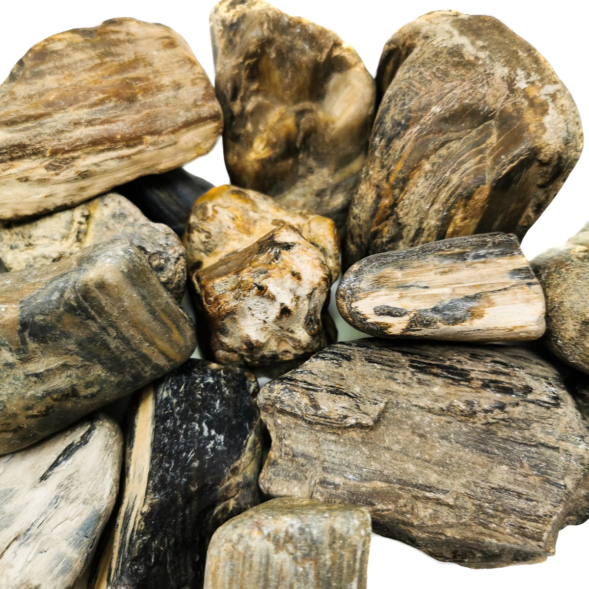 Petrified River Wood fossil.