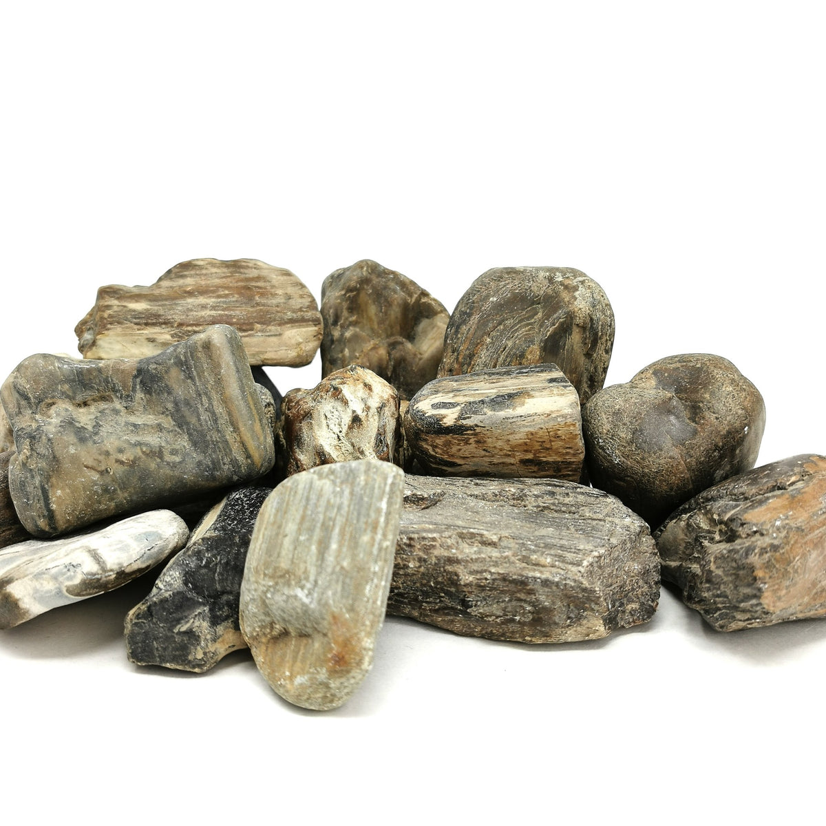 Petrified River Wood fossil.