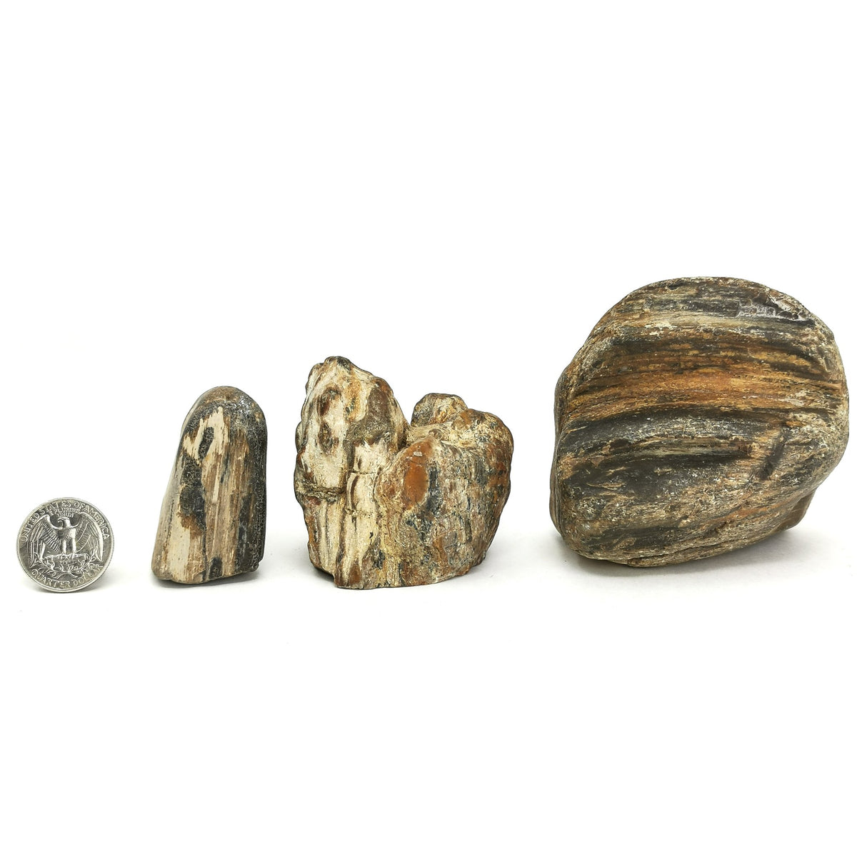Petrified River Wood fossil.