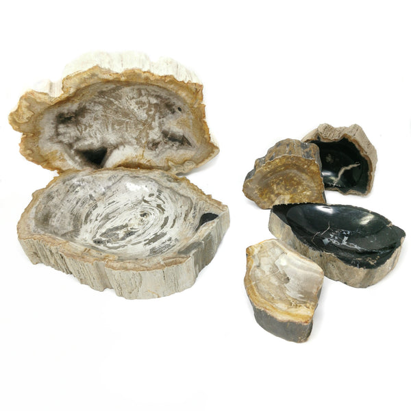 硅化木碗 - 化石