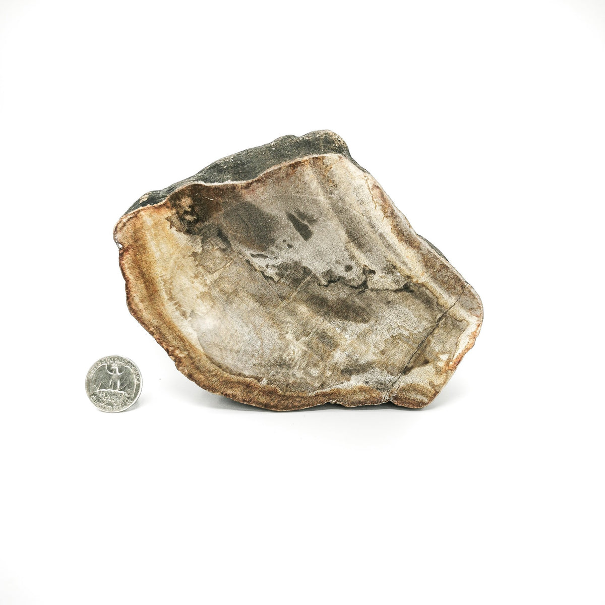 Petrified Wood Bowl fossil.