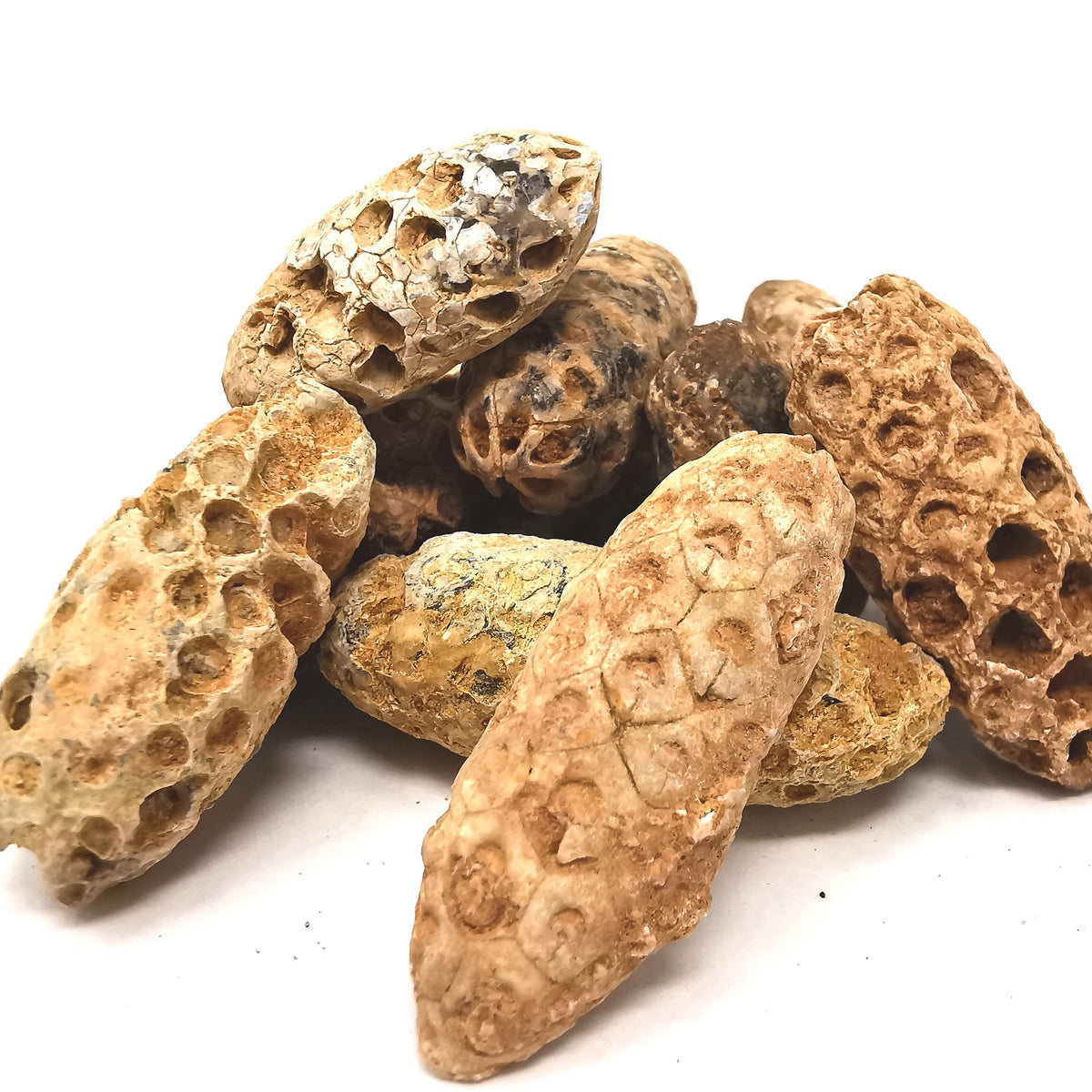 Pine Cone fossil.