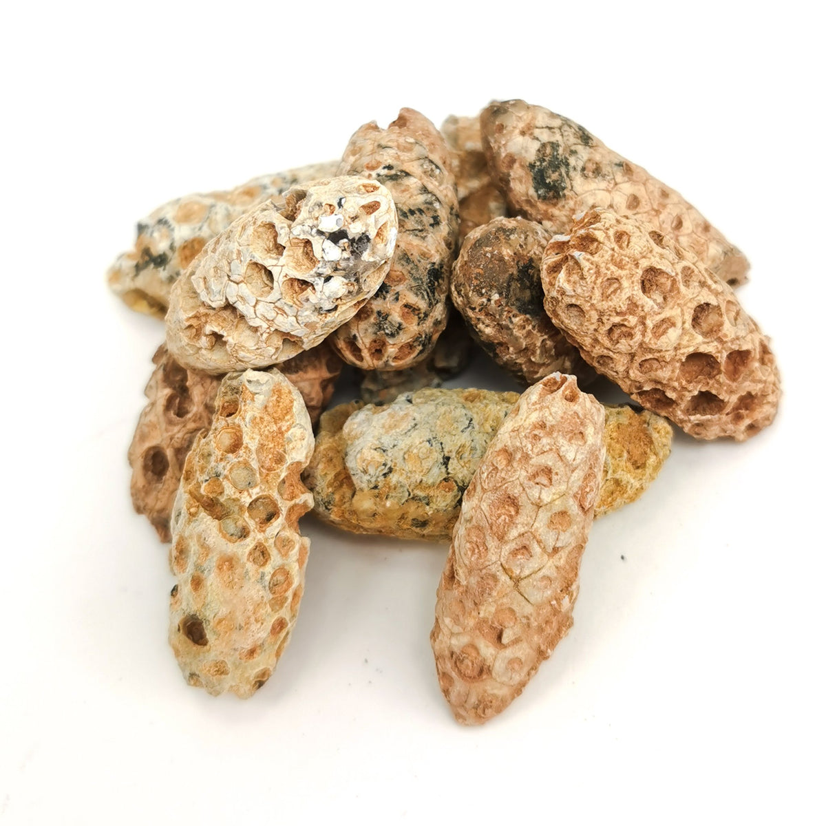 Pine Cone fossil.