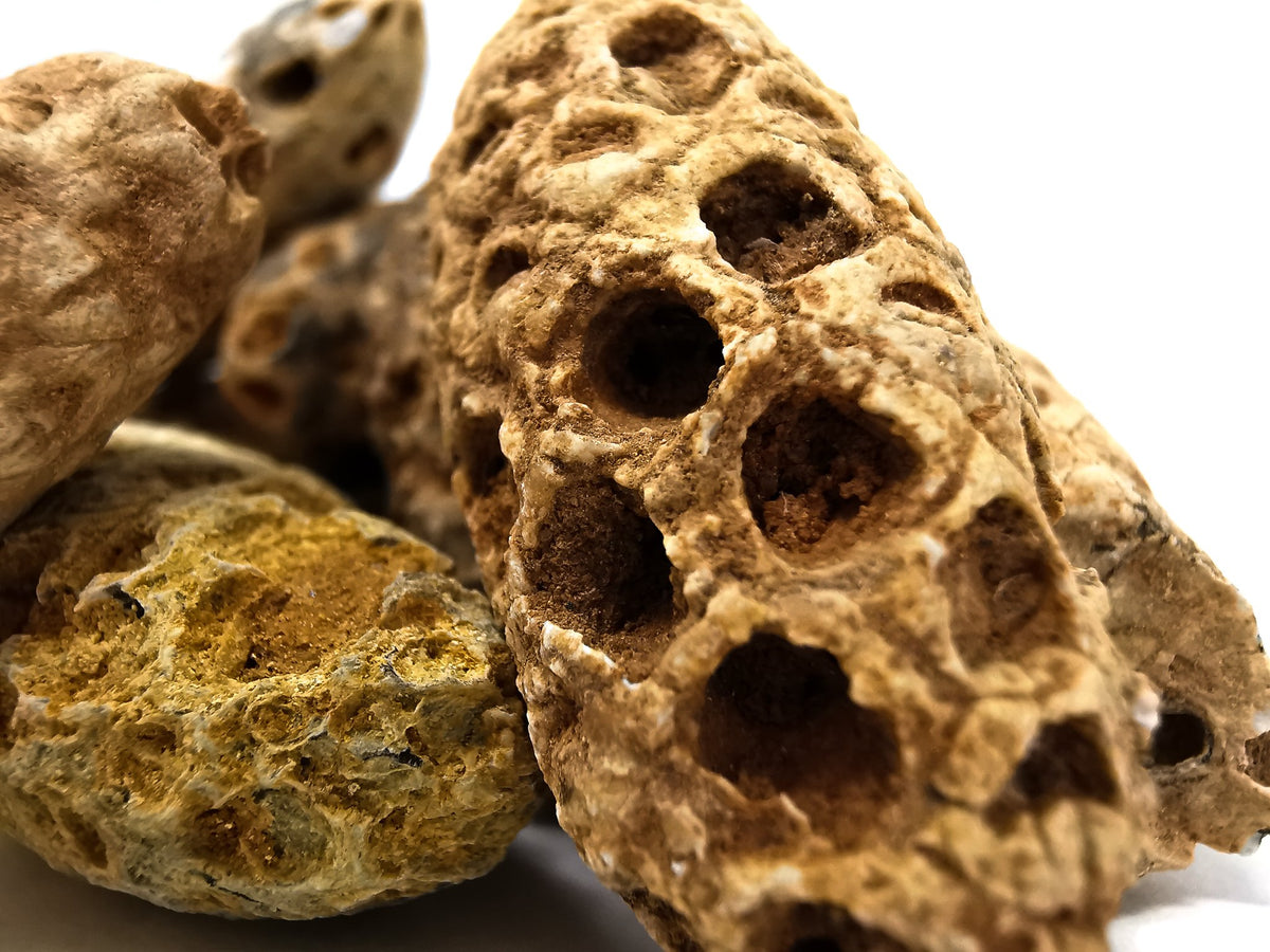 Pine Cone fossil.
