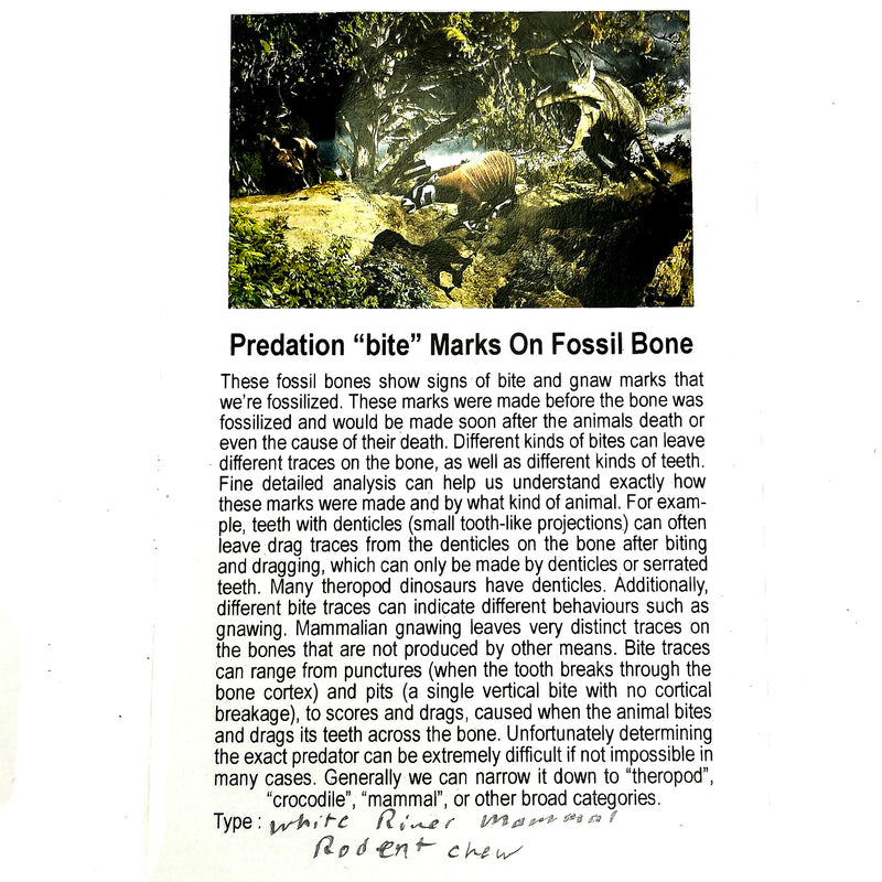 Bone w Predation Bite Marks - Fossil