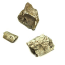 Bone w Predation Bite Marks - Fossil