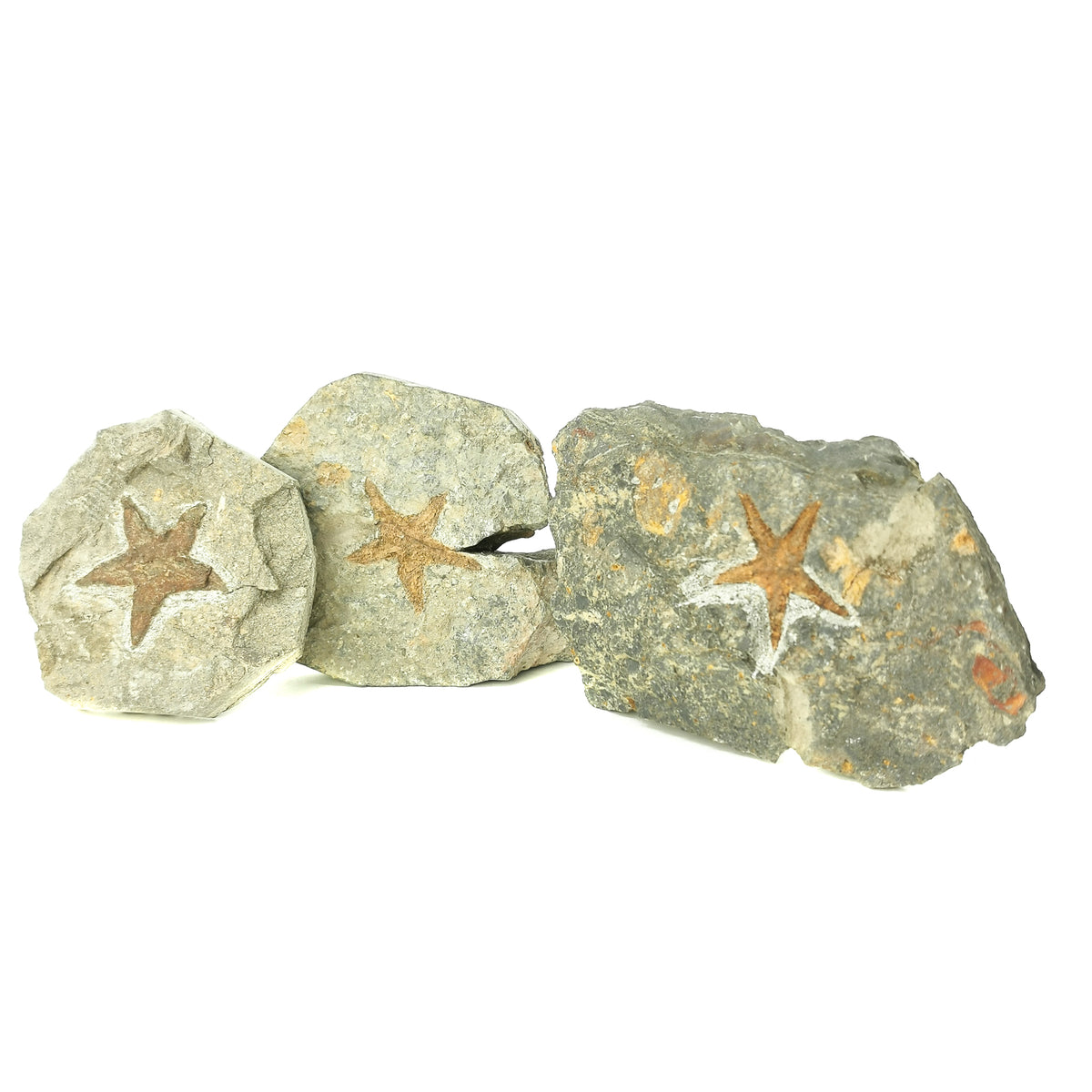 Star Fish fossil from Hefalla Sandstone, Rissani, Morocco.