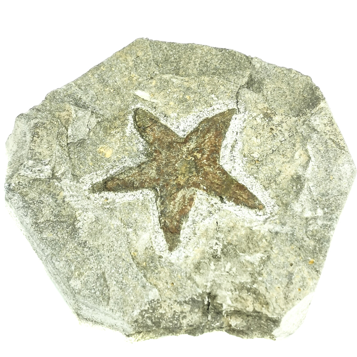 Star Fish fossil from Hefalla Sandstone, Rissani, Morocco.