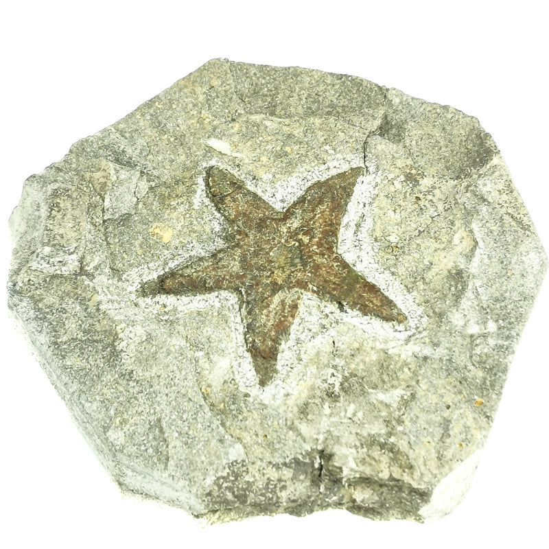 Star Fish - Fossil
