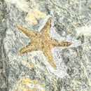 星鱼 - 化石