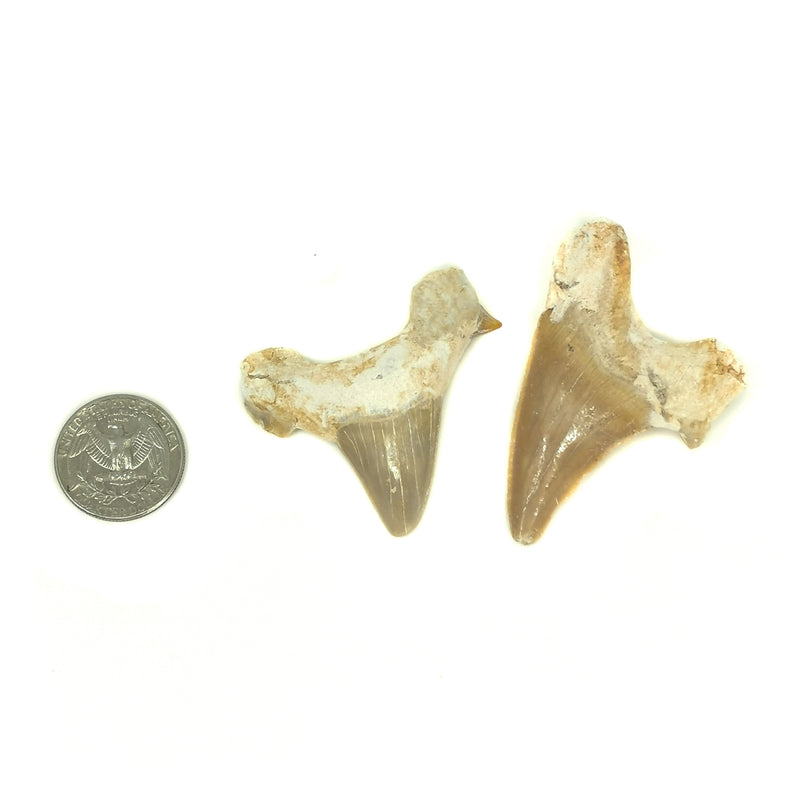 Otodus 属鲨鱼牙齿 - 化石