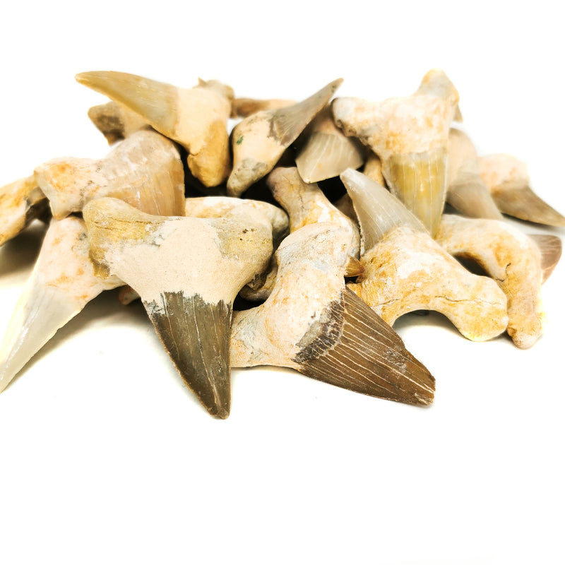 Otodus 屬鯊魚牙齒 - 化石