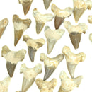 Otodus 属鲨鱼牙齿 - 化石