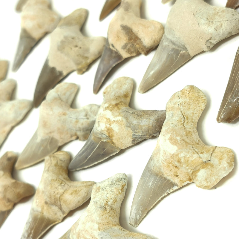 Otodus 屬鯊魚牙齒 - 化石